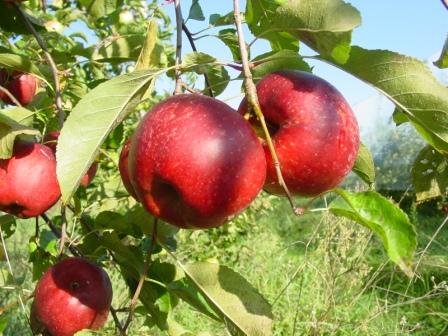 AlexFranc RecolteBalzac - Copie